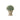 Large cypress potted green